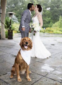 Would you include your fury friend in your Wedding