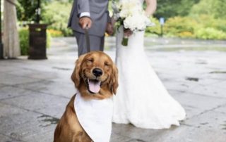 Would you include your fury friend in your Wedding